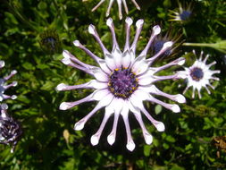 Image of shrubby daisybush