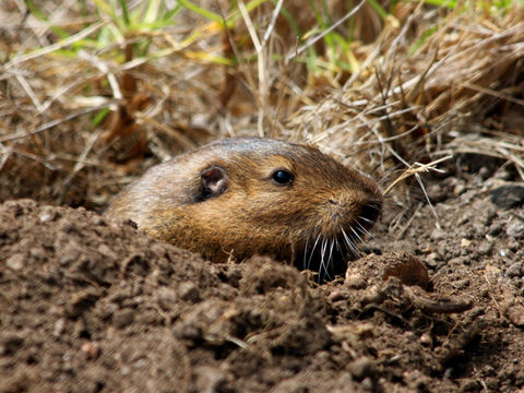 Image of Botta's Pocket Gopher