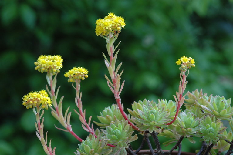 Image of Aeonium simsii (Sweet) W. T. Stearn