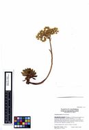 Image of Aeonium simsii (Sweet) W. T. Stearn