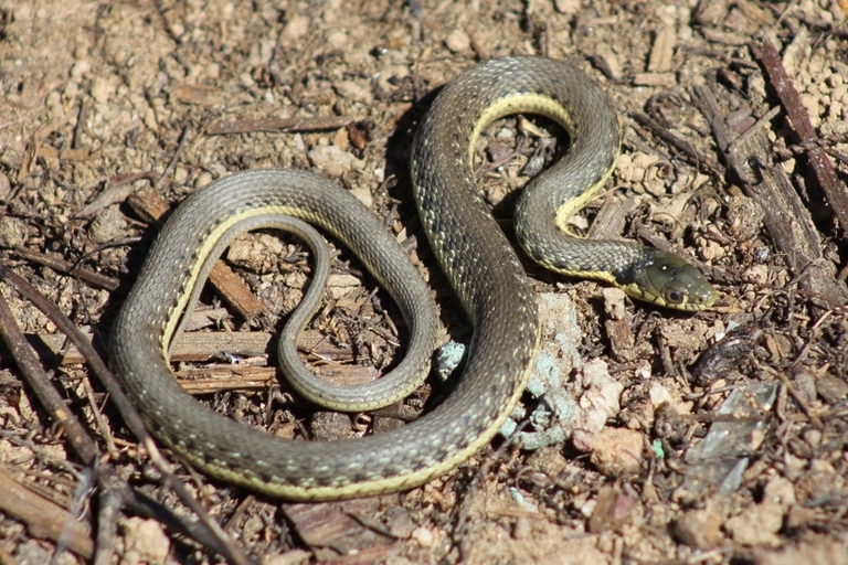 Image de Serpent-jarretiere À Deux Raies