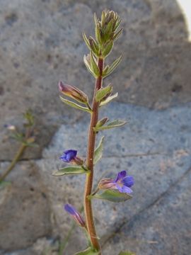 Слика од Stemodia durantifolia (L.) Sw.