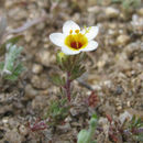 Image of Lemmon's linanthus