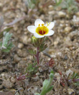 Plancia ëd Leptosiphon lemmonii (A. Gray) J. M. Porter & L. A. Johnson