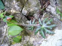Image of starleaf begonia