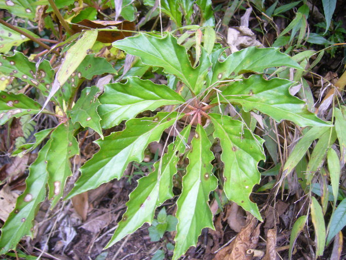 Image of <i>Begonia carolineifolia</i>