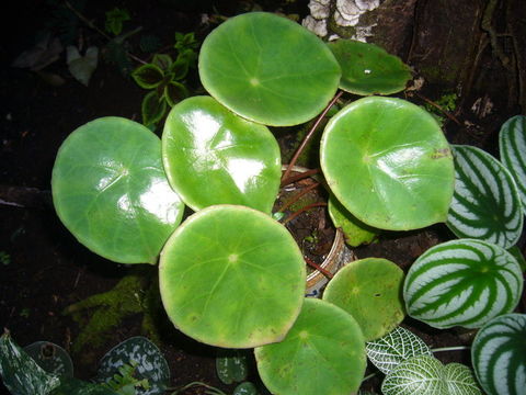 Image de Pilea peperomioides Diels