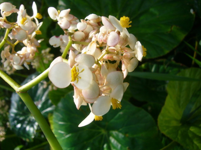 Image of lilypad begonia