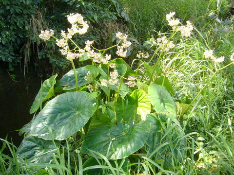 Image of lilypad begonia