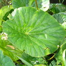 Image of lilypad begonia