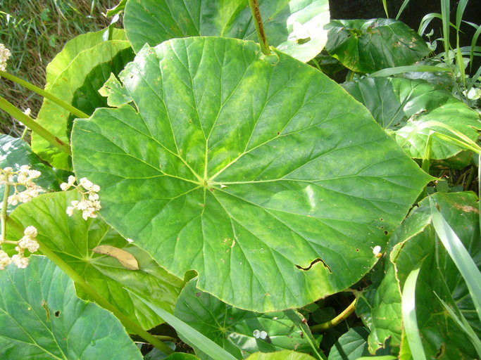 Image of lilypad begonia