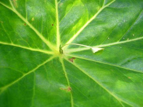 Слика од Begonia nelumbiifolia Schltdl. & Cham.