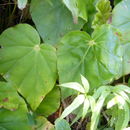 Image of Begonia stigmosa Lindl.