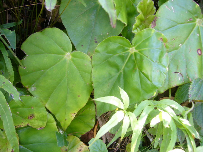 Image of Begonia stigmosa Lindl.
