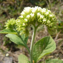 <i>Tournefortia densiflora</i>的圖片