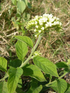 Image of <i>Tournefortia densiflora</i>