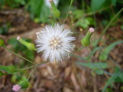 Image of lilac tasselflower