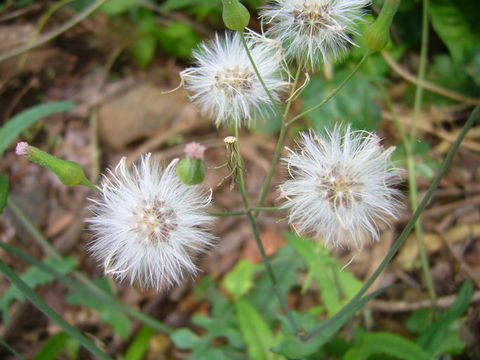 Image of lilac tasselflower