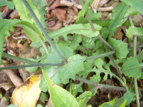 Image of lilac tasselflower