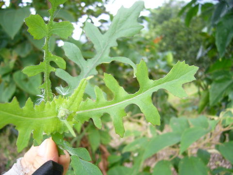 Image of lilac tasselflower