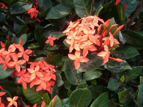 Слика од Ixora coccinea L.