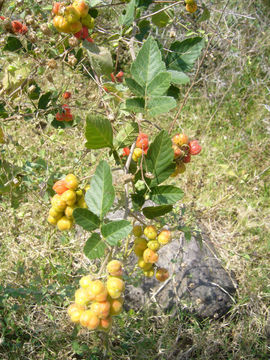 Plancia ëd Paullinia tomentosa Jacq.