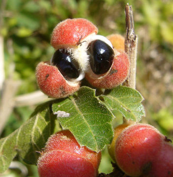 Plancia ëd Paullinia tomentosa Jacq.