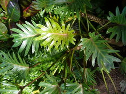 Image of Philodendron radiatum Schott