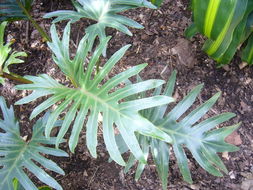 Image of Philodendron radiatum Schott