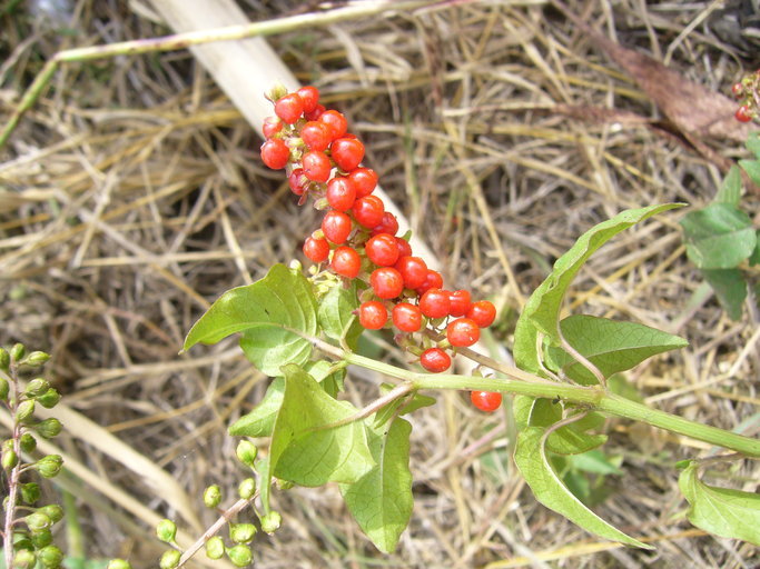 Image of rougeplant