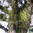 Image of mistletoe cacti