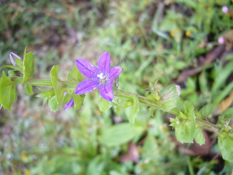 Imagem de Triodanis perfoliata (L.) Nieuwl.