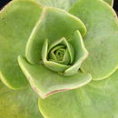 Image of Aeonium nobile (Praeger) Praeger