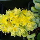 Image of Sedum treleasei Rose