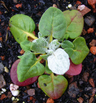 Image of seaside buckwheat