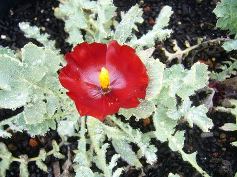 Image de Glaucium