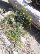 Image of smooth yellow vetch