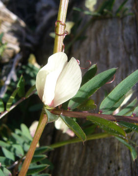 Image of smooth yellow vetch