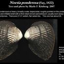 Sivun Noetia ponderosa (Say 1822) kuva