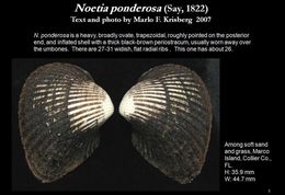 Plancia ëd Noetia ponderosa (Say 1822)