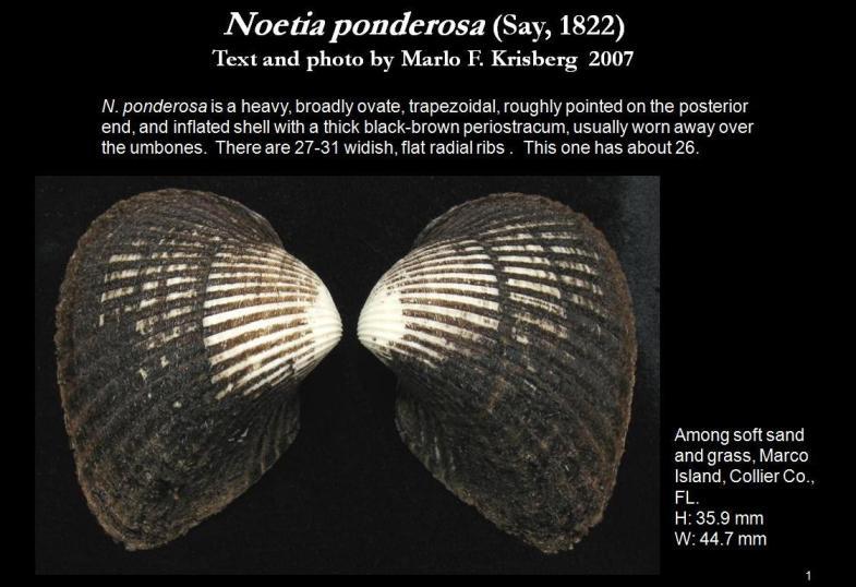 Image de Noetia ponderosa (Say 1822)