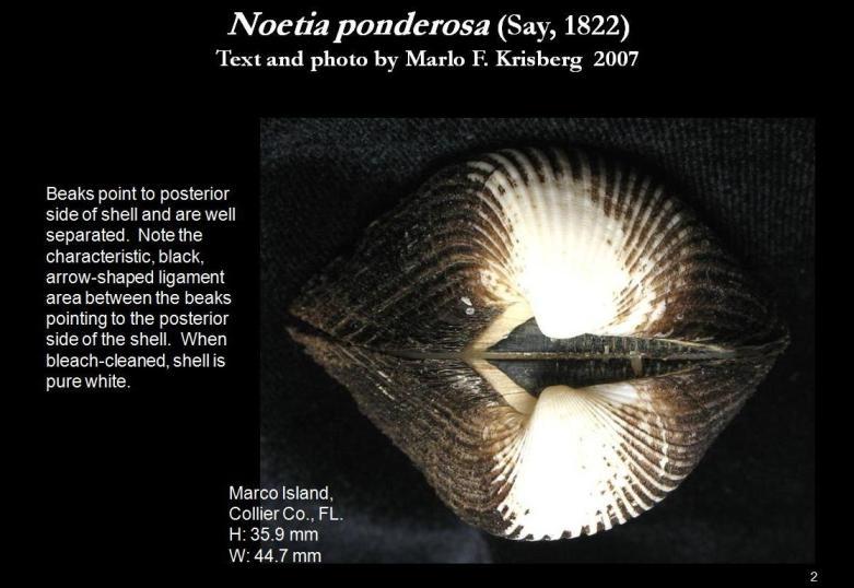Plancia ëd Noetia ponderosa (Say 1822)