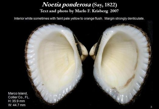 Image of Noetia ponderosa (Say 1822)