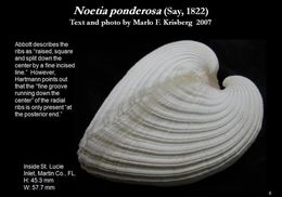 Image of <i>Noetia ponderosa</i> (Say 1822)