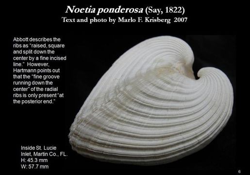 Image of Noetia ponderosa (Say 1822)