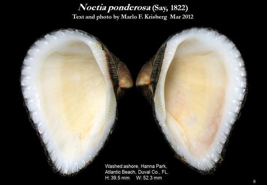 Image de Noetia ponderosa (Say 1822)