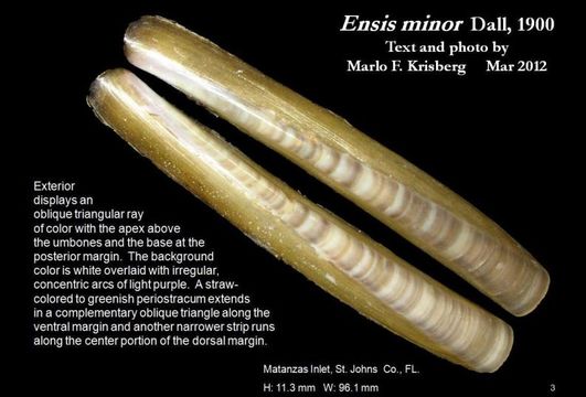 Image of minor jackknife clam