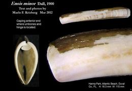 Image of minor jackknife clam