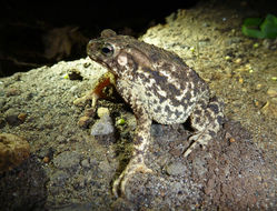 Image of Crested Toad