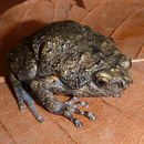 Image of Brown Bullfrog